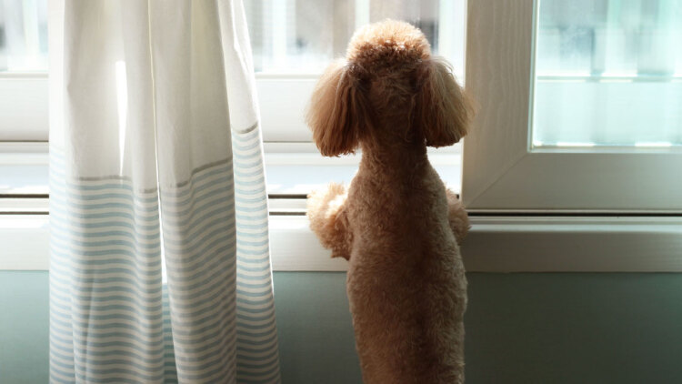 Πώς η μυρωδιά μας βοηθά το κατοικίδιο μας να υπολογίσει την ώρα της επιστροφής μας στο σπίτι