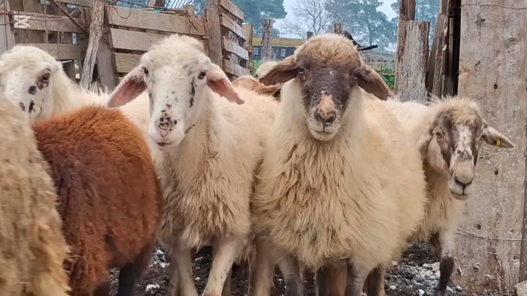 Η ιστορική φυλή προβάτων Ρουμλουκίου που έκανε τον κτηνοτρόφο της Θεσσαλονίκης να λυγίσει: Γιατί κινδυνεύει με εξαφάνιση