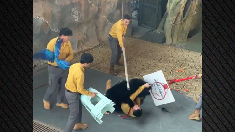 Αρκούδα επιτέθηκε στον εκπαιδευτή της κατά τη διάρκεια παράστασης σε ζωολογικό κήπο στην Κίνα, δείτε βίντεο