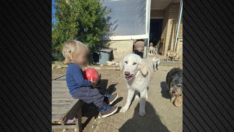 Τραγωδία στη Ζάκυνθο: «Πυροβολισμοί κυνηγών τρόμαξαν το πίτμπουλ και κατασπάραξε τον Λίο» λέει η μητέρα του δίχρονου