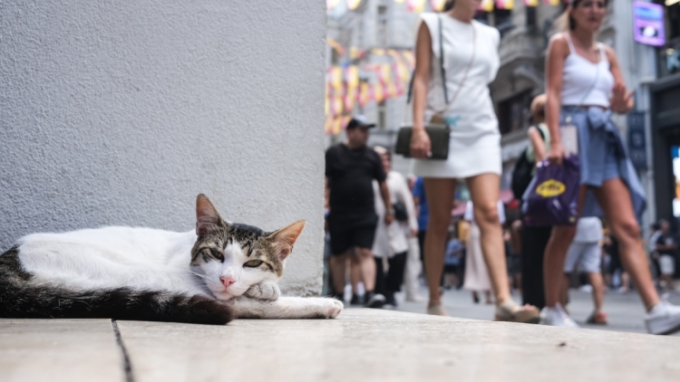 Μέσα στην πόλη που «κυβερνούν» οι γάτες: Η παράδοση από την Οθωμανική Αυτοκρατορία και τα ζώα-σύμβολα της Κωνσταντινούπολης