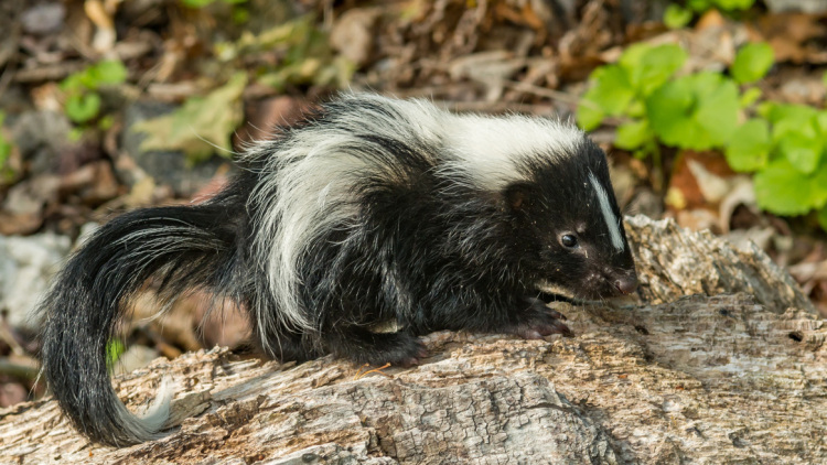 Απίστευτο περιστατικό στις ΗΠΑ: Πέθανε από λύσσα μετά από μεταμόσχευση νεφρού, ο δωρητής την κόλλησε προστατεύοντας ένα γατάκι