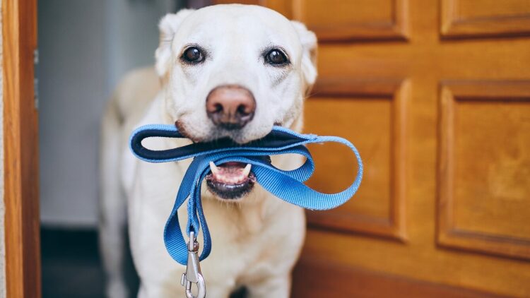 Ποια είναι η τέλεια βόλτα που θα κάνει τον σκύλο μας ευτυχισμένο;