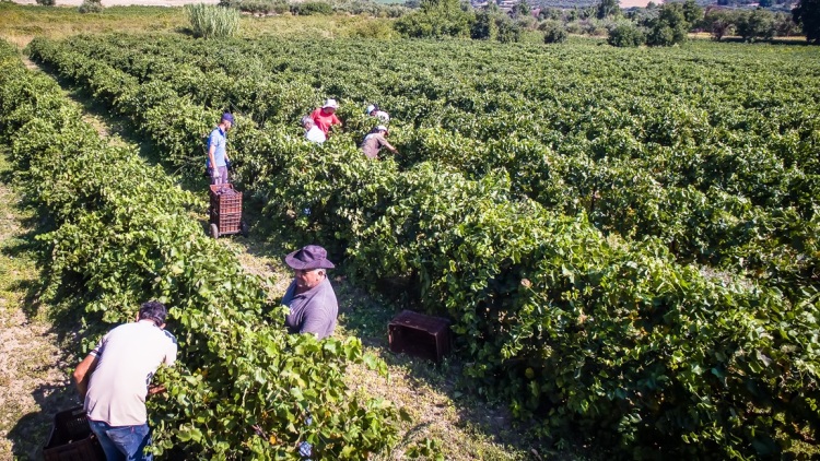 Πώς μπορούν αγρότες και κτηνοτρόφοι να κάνουν διορθώσεις και ενστάσεις για τις επιδοτήσεις