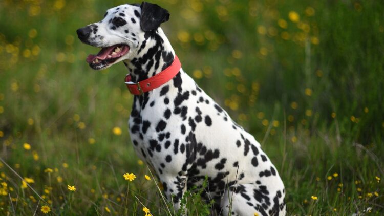 Οι 3 άγνωστοι κίνδυνοι που μπορεί να προκαλέσει το περιλαίμιο στον σκύλο σας