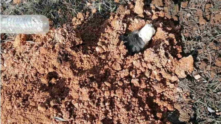 «Είναι να αναρωτιέσαι ποιος έχει 2 και ποιος 4 πόδια»: Το μήνυμα της ΕΛΑΣ για τις ανατριχιαστικές φωτογραφίες του σκύλου που έθαψε ζωντανό 90χρονος