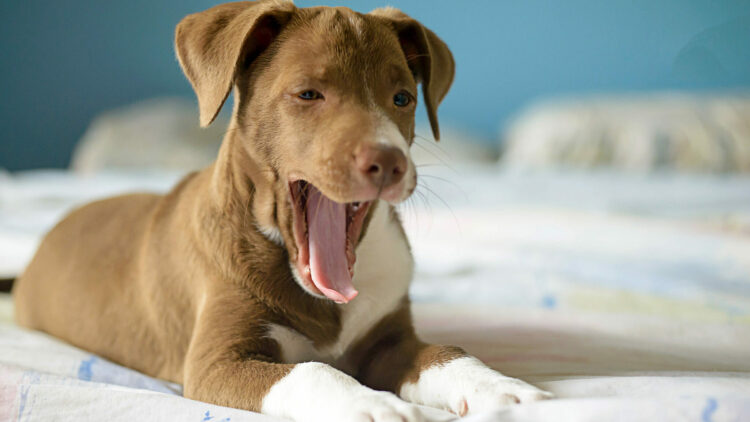 Γιατί χασμουριούνται οι σκύλοι – Δεν σημαίνει μόνο ότι νυστάζουν