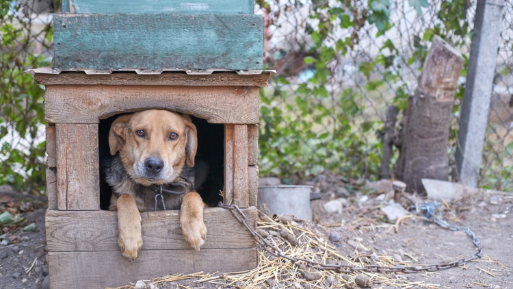 Ο ιστορικός νόμος που ψήφισε η Πολωνία υπέρ των ζώων - Ο λόγος που ίσως δεν εφαρμοστεί και οι αντιδράσεις