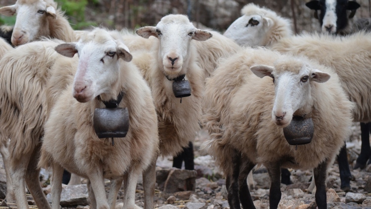 Πρωτοψάλτης: Οικονομική στήριξη 187 εκατ. ευρώ σε κτηνοτρόφους που έχουν πληγεί από την ευλογιά μέχρι τέλος του 2026
