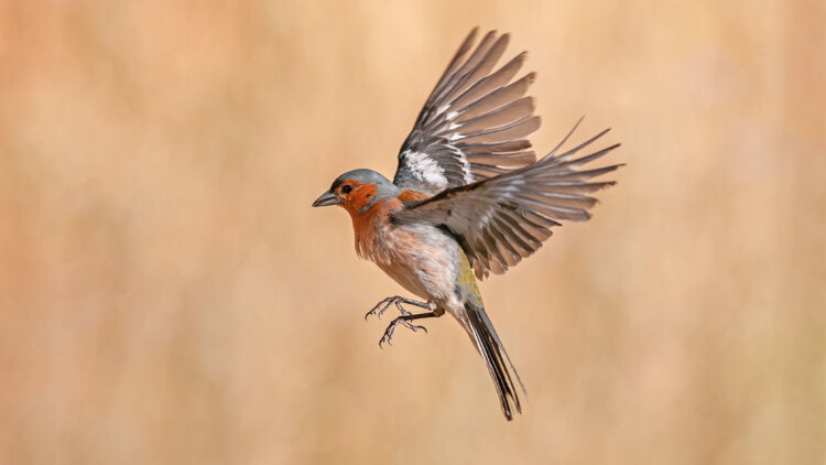 Πόση ώρα μπορεί να πετάξει ένα πουλί χωρίς να προσγειωθεί;