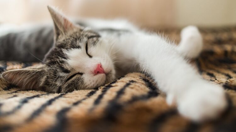 Γιατί οι γάτες κοιμούνται τόσο πολύ; Τι κρύβει αυτή η συμπεριφορά