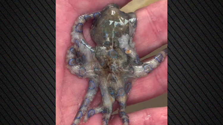 Τουρίστας έπιασε εν αγνοία του θανατηφόρο χταπόδι και έγινε viral στα social media 