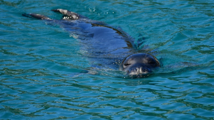 Ο Guardian μιλάει για ελληνική τραγωδία: Οι σπάνιες φώκιες Μονάχους - Μονάχους κρύβονται σε σπηλιές για να ξεφύγουν από τους τουρίστες