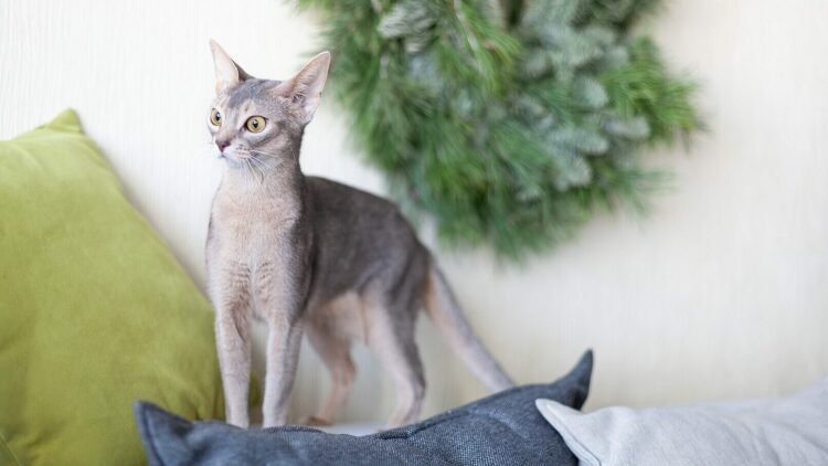 4 απλές δραστηριότητες για να φτιάξουμε τη διάθεση της γάτας μας