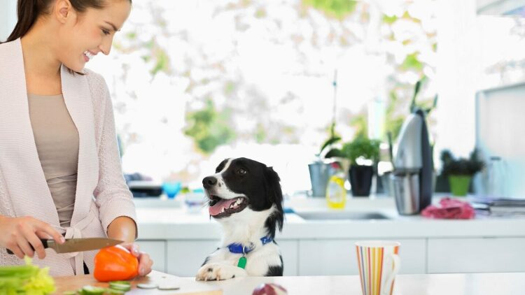 Τι φαγητά μπορούμε να δώσουμε στον σκύλο μας αν ξεμείνουμε από σκυλοτροφή – Λύσεις έκτακτης ανάγκης