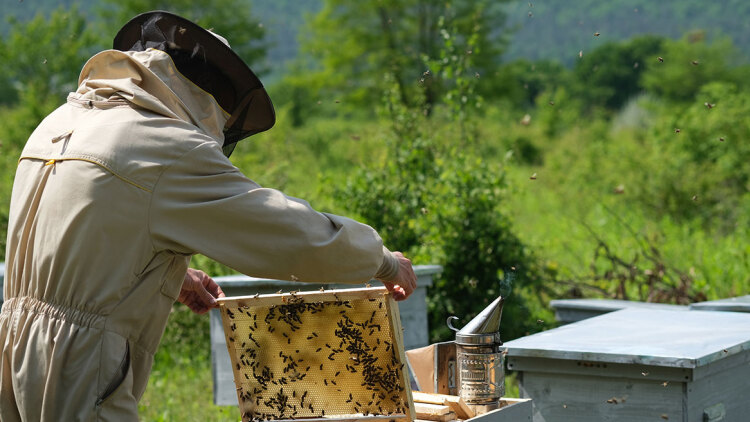 Μελισσοκομία: Το χόμπι που έγινε επάγγελμα με 2 εκατ. κυψέλες σε όλη την Ελλάδα