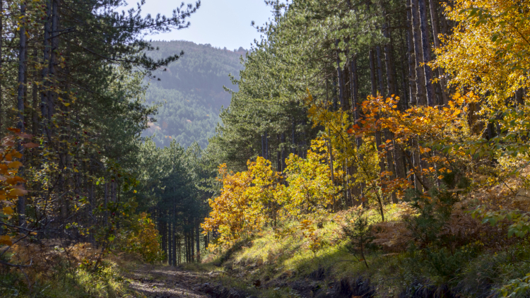 Συναγερμός στα ορεινά δάση της Πελοποννήσου: Τα ελληνικά έλατα πεθαίνουν μαζικά χωρίς να έχουν καεί