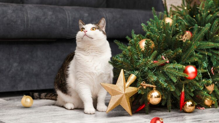 Χριστουγεννιάτικο δέντρο και γάτες - Κίνδυνοι που δύσκολα φανταζόμαστε αλλά μπορούμε να αποφύγουμε