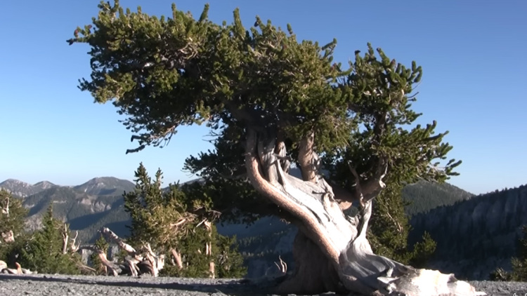 Προμηθέας: Το δέντρο που έζησε 5.000 χρόνια και κόπηκε από ένα ανθρώπινο λάθος