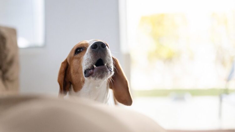 Το απλό κόλπο για να μάθετε στον σκύλο σας να σταματάει το γάβγισμα χωρίς φωνές ή τιμωρία