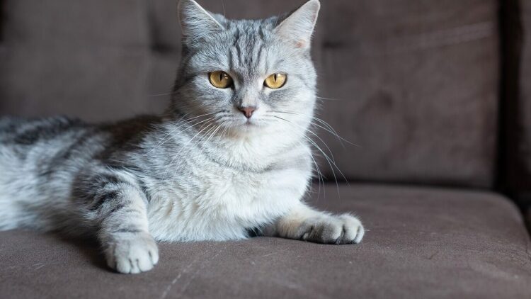 Γιατί η γάτα μας αγνοεί όταν της μιλάμε; Τι μπορεί να σκέφτεται