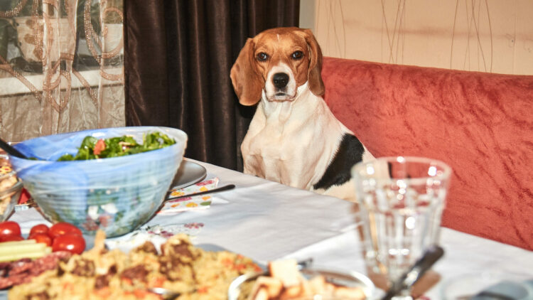 Ποια είναι τα φαγητά από το γιορτινό τραπέζι που μπορείτε να μοιραστείτε με τον σκύλο σας