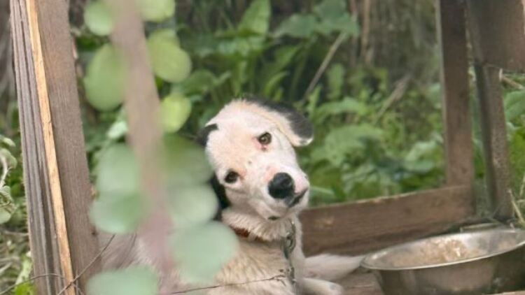 Εριέττα Κούρκουλου Λάτση για κακοποίηση ζώων σε άτυπο καταφύγιο των Κρεστένων: «Ένα είναι σε κρίσιμη κατάσταση»

