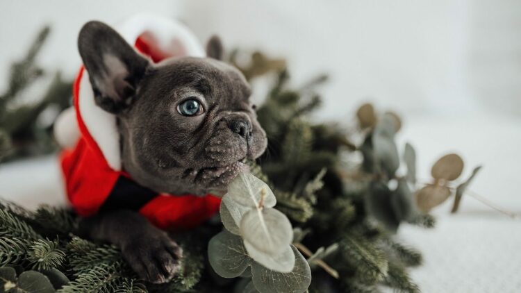 Ποια είναι τα χριστουγεννιάτικα έθιμα που μπορεί να συμμετέχει ο σκύλος σας