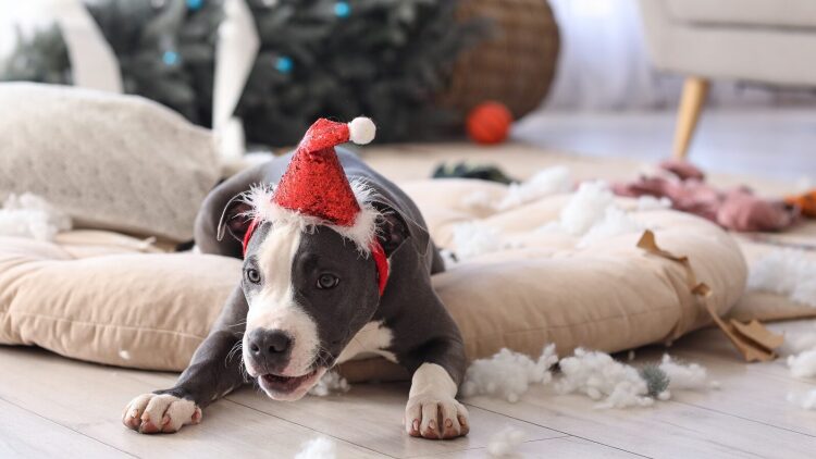 Αυτές είναι οι 5 αταξίες που κάνουν οι σκύλοι τα Χριστούγεννα