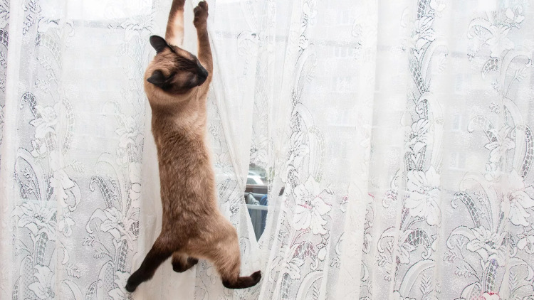 Πώς να σταματήσετε τη γάτα σας να καταστρέφει τις κουρτίνες