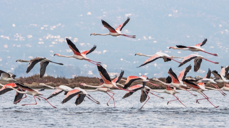 Εορταστική επίσκεψη από δεκάδες φλαμίνγκο δέχτηκε το Ναύπλιο