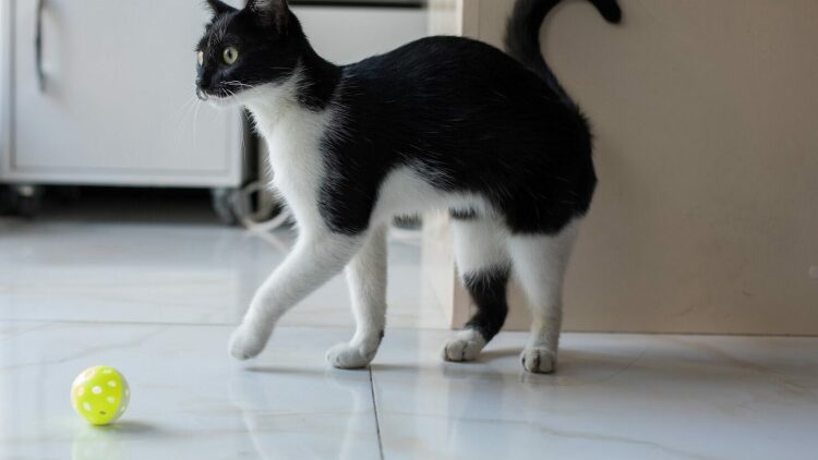 Τα 7 πράγματα που πρέπει να ελέγχουμε συχνά στη γάτα μας στο σπίτι για να είμαστε σίγουροι ότι είναι υγιής