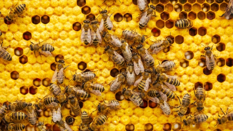 Η αλήθεια για το πού πάνε οι μέλισσες και οι σφήκες τον χειμώνα
