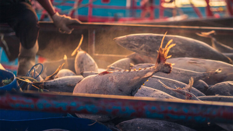 Η “σκοτεινή” αλήθεια πίσω από το ψάρεμα του τόνου στους ωκεανούς