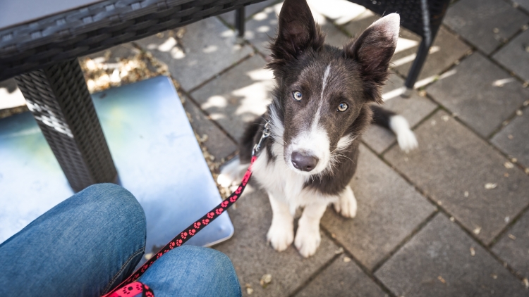 Αυτή είναι η πιο δύσκολη εντολή να μάθει ένας σκύλος – Ποιος είναι ο λόγος