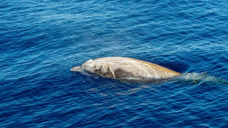 Εντυπωσιακή ανακάλυψη για τους ζιφιούς: Πώς οι ήχοι αποκαλύπτουν τα μυστικά των πιο μυστηριωδών φαλαινών
