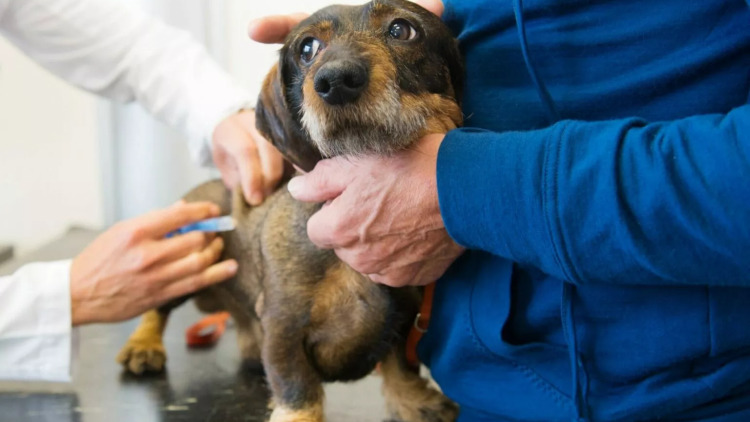 Ο κτηνίατρος των γιορτών – Ποια συμπτώματα δεν μπορούν να περιμένουν «μέχρι να ανοίξει το ιατρείο»