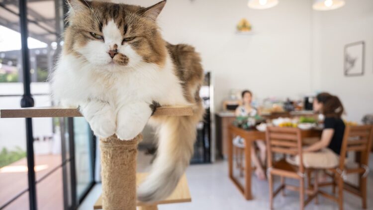 Ποιοι είναι οι ήχοι που θέλουν να ακούνε οι γάτες- Για ποιο λόγο τους αρέσουν