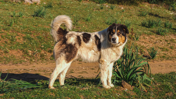 Ηλικιωμένος πέθανε μέσα στο σπίτι του στη Λαμία και ο σκύλος του δεν άφηνε κανέναν να μπει μέσα