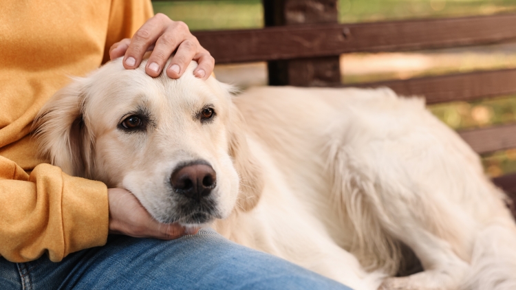 Πώς ένας σκύλος λέει “σε ευχαριστώ” στον άνθρωπό του;