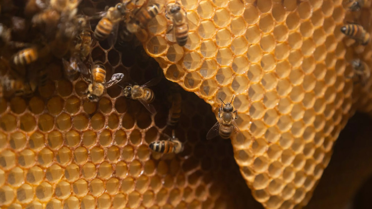 Πού περνούν τον χειμώνα οι μέλισσες - Οι συνήθειες και οι ανάγκες τους