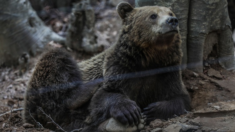 Νυμφαίο: Έπεσαν σε χειμέριο λήθαργο οι αρκούδες του Αρκτούρου