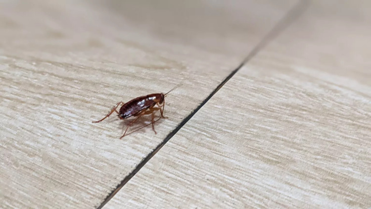 Γιατί βλέπουμε κατσαρίδες τον χειμώνα; Οι λόγοι που ίσως δεν γνωρίζαμε