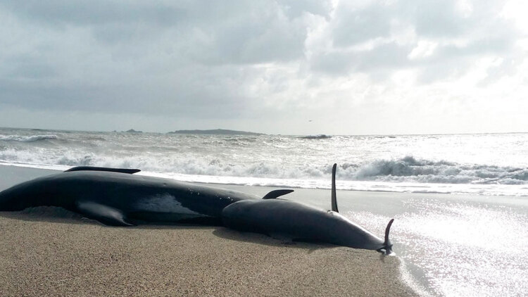 Φάλαινες πιλότοι ξεβράστηκαν νεκρές σε απομακρυσμένη παραλία της Νέας Ζηλανδίας, δείτε βίντεο