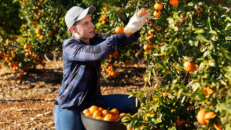 Συμφωνία ΕΕ - Mercosur: Άνοιγμα σε αγορά 300 εκατ. καταναλωτών για τα ελληνικά αγροδιατροφικά προϊόντα