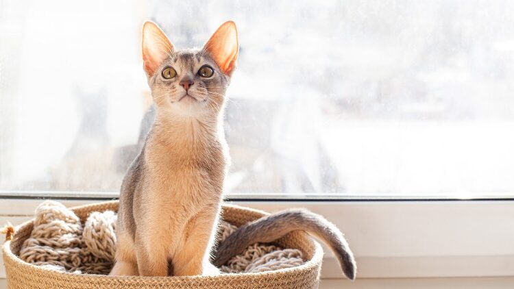 Πώς μπορεί να αναγνωρίσει μια γάτα τον κηδεμόνα της