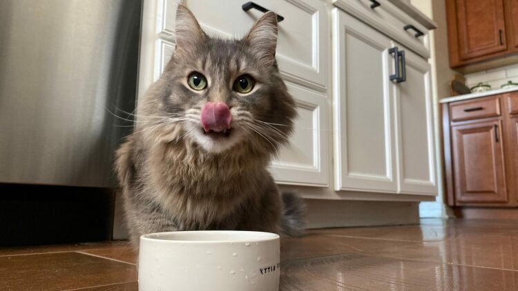 Αυτές τις γεύσεις λατρεύουν οι γάτες