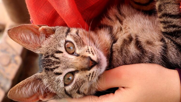 Πώς αλλάζει η καθημερινότητά μας όταν ζούμε με μια γάτα