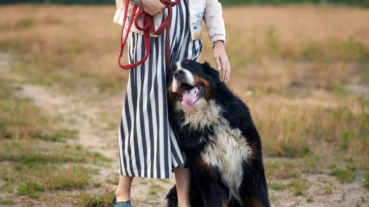 Οι 3 λόγοι που ορισμένοι σκύλοι γέρνουν πάνω στους κηδεμόνες τους