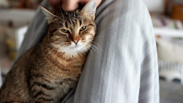 Έχετε γάτα; 3 πράγματα που αποκαλύπτει αυτό για τον χαρακτήρα σας